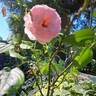 The Wedgwood Rose rose photo