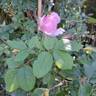 Pear™ rose photo