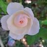 Pear™ rose photo