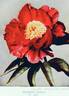 Mafeking peony photo