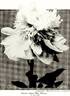 Agnes Mary Kelway peony photo