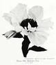 Mrs. Beerbohm Tree peony photo