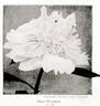 Mountebank peony photo