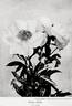 Nellie peony photo