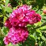 Purple Tiger rose photo