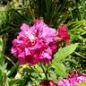 Purple Tiger rose photo