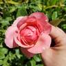 All Dressed Up ™ rose photo