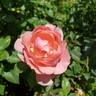 All Dressed Up ™ rose photo