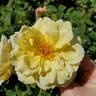 Oh Happy Day ® rose photo