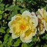 Oh Happy Day ® rose photo