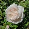Earth Angel rose photo