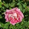 Painted Porcelain™ rose photo
