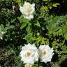 John F. Kennedy rose photo