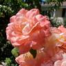 Soft Whisper rose photo