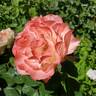 Crescendo rose photo