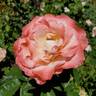 Crescendo rose photo