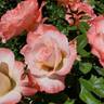Crescendo rose photo