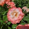 Crescendo rose photo