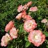 Crescendo rose photo