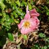 Forever rose photo