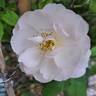Pear™ rose photo