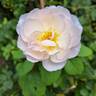 Pear™ rose photo