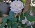 Proud Titania rose photo