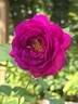 Purple Aura rose photo