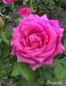 Bugatti rose photo
