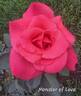 Monster of Love rose photo