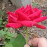 Bob Hope rose photo