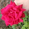 Bob Hope rose photo