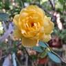 The Poet's Wife ™ rose photo