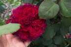 Pernaut rose photo