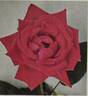 Poinsettia rose photo