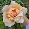 Medallion ® rose photo