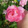 Sitting Pretty ™ rose photo