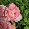 April Love ™ rose photo