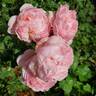 April Love ™ rose photo
