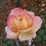Love rose photo