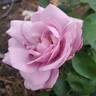 Moonlight Magic rose photo