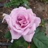 Moonlight Magic rose photo