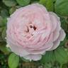 Earth Angel rose photo