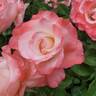 Crescendo rose photo