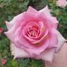 Painted Porcelain™ rose photo