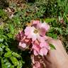 Forever rose photo