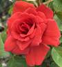 Sonoran Desert rose photo