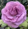 Sweetness ™ rose photo