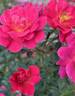 Cherry Peachy rose photo
