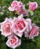 Pretty Dancer rose photo